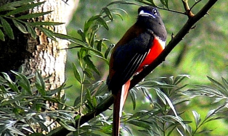 Bird2