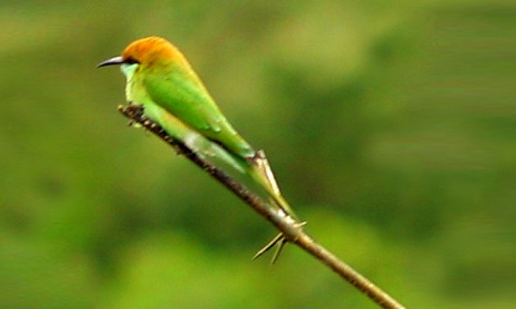 Bird 1