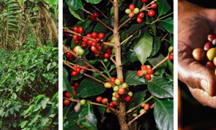 Coffee beans