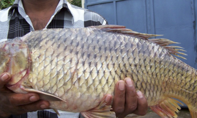 Fish