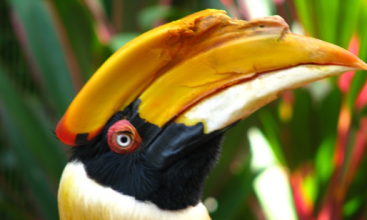 Bird watching activity