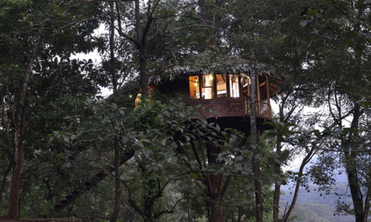 Tree house2