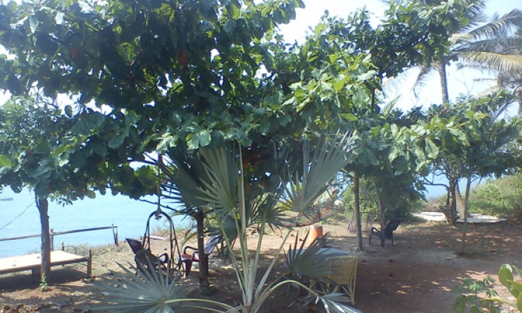 Garden area