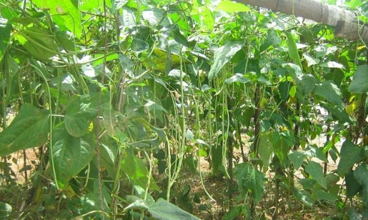 Organic Farm
