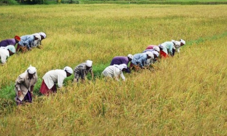 Paddy Fields Paddy Fields