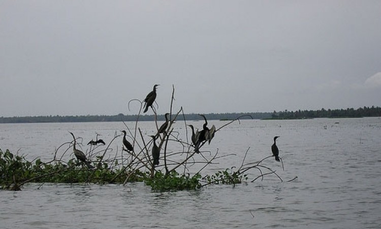 Birds