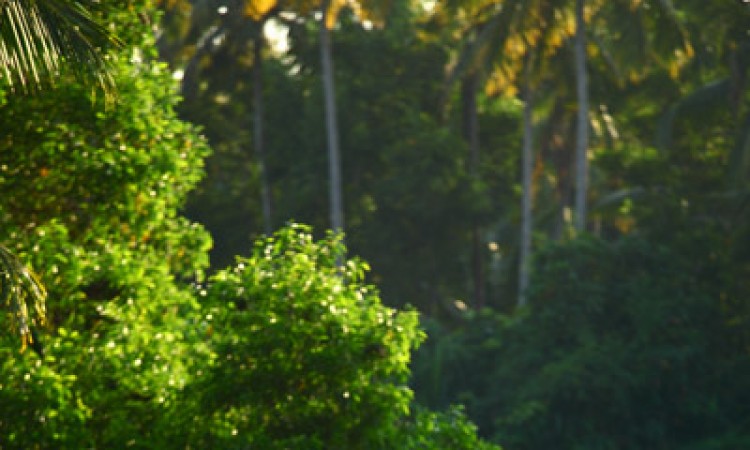 Scenic Beauty