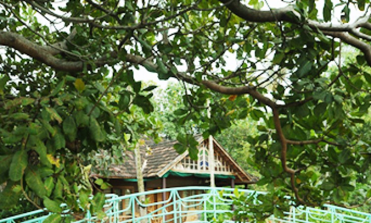 Bamboo bridge