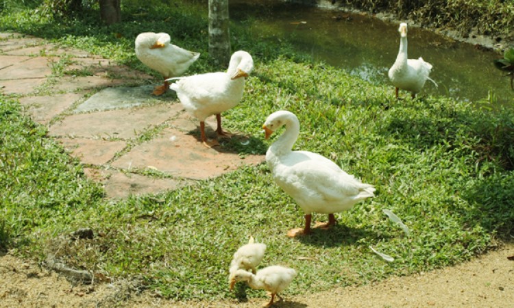 Ducks
