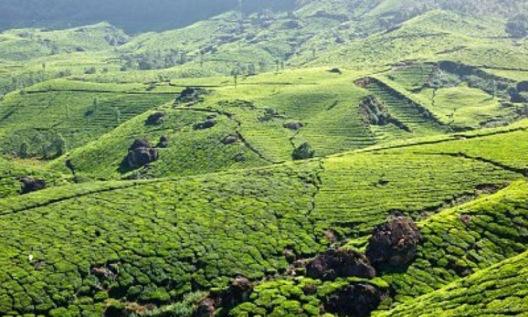 Greenery Greenery