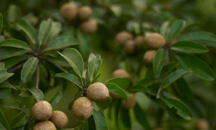 Spices