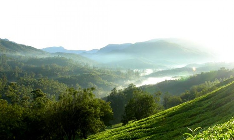Spice Plantations Spice Plantations