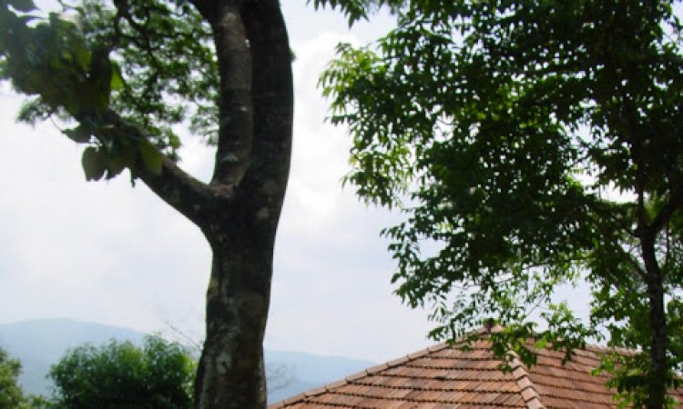 Jacaranda House Jacaranda House