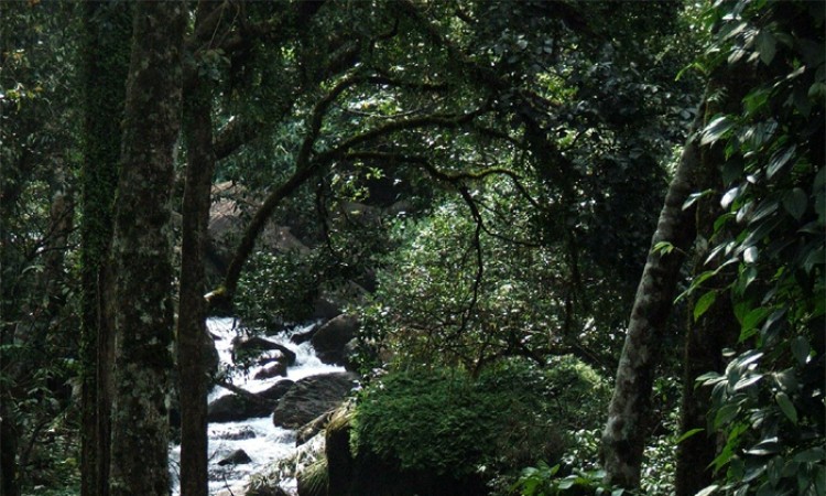 Natural Beauty view