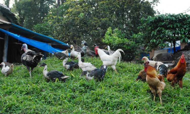 Amidst Aves