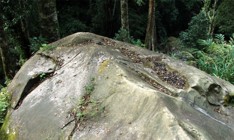 Fossil view