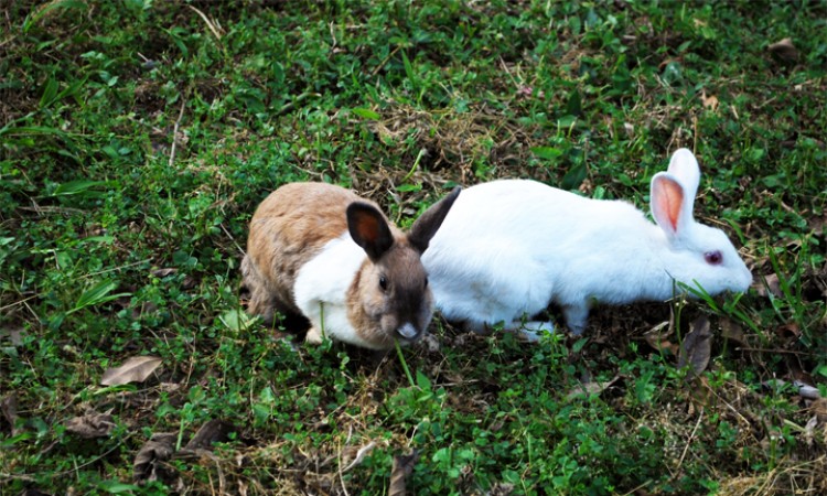 Rabbit view