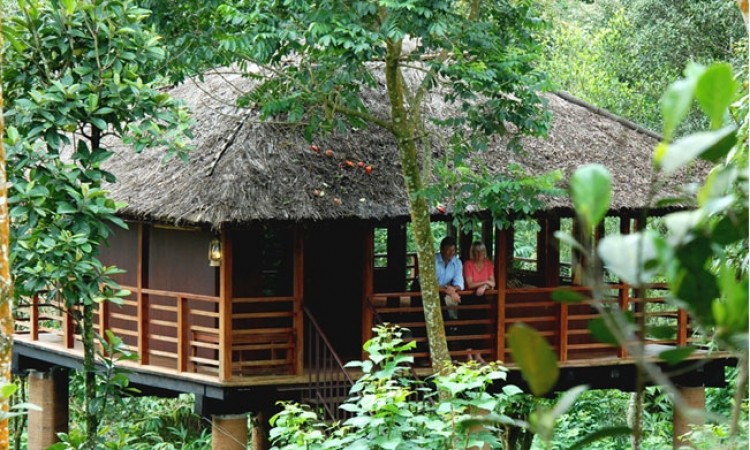 Tree House Tree House