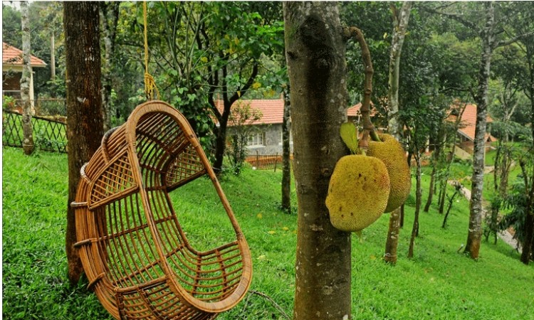 A Swing in the Garden A Swing in the Garden