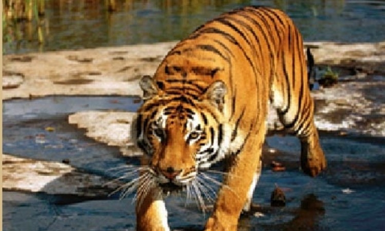 Tiger on prowl Tiger on prowl