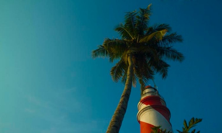 Beauty of a Coconut tree Beauty of a Coconut tree