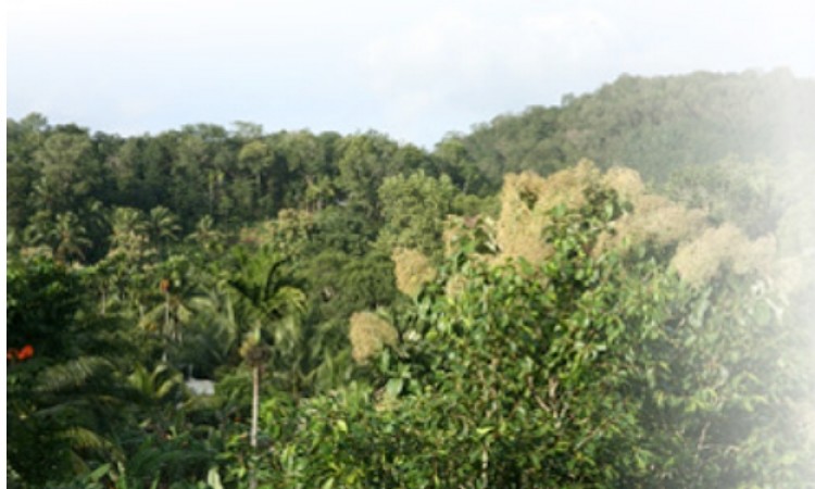 Greenery