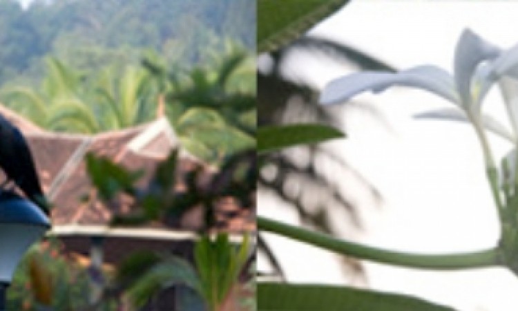 Plant and animal species