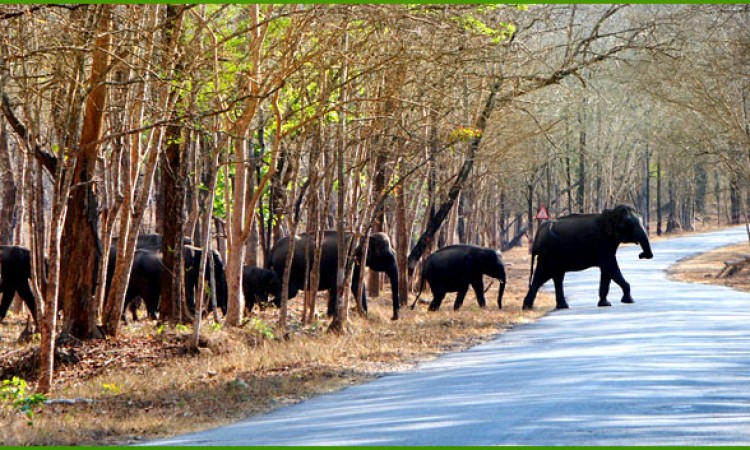 A herd of Elephant