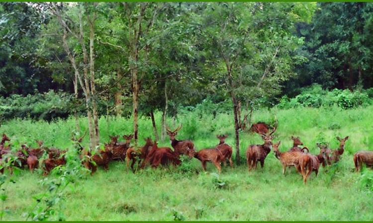 A pack of deer in Thirunelli forest