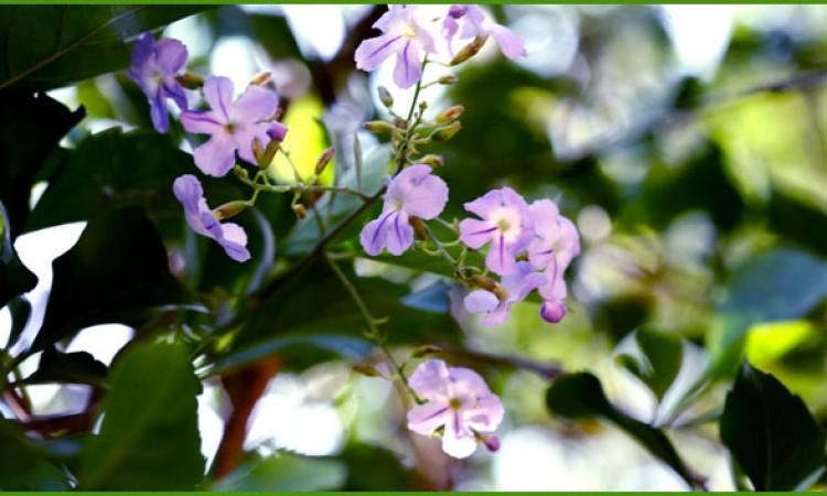 An Orchid Flower