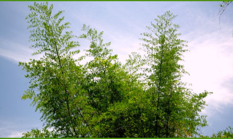 Bamboo Trees