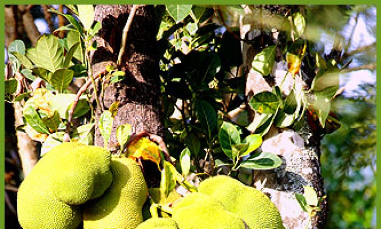 Jackfruit