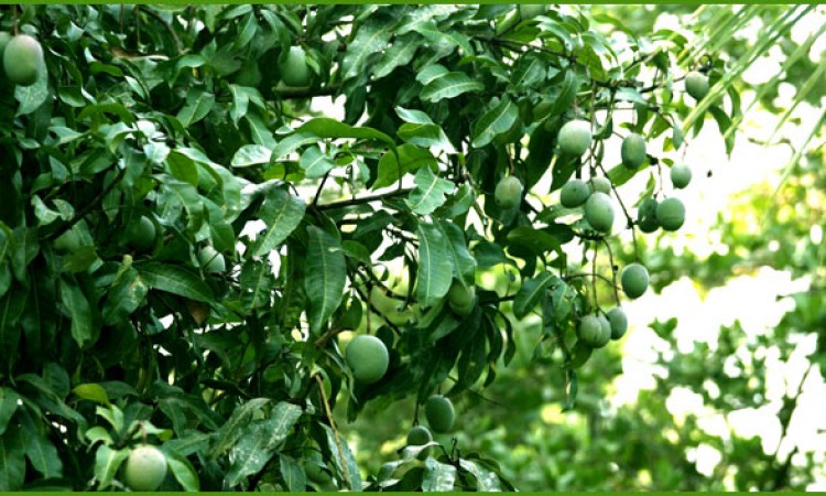 Mangoes