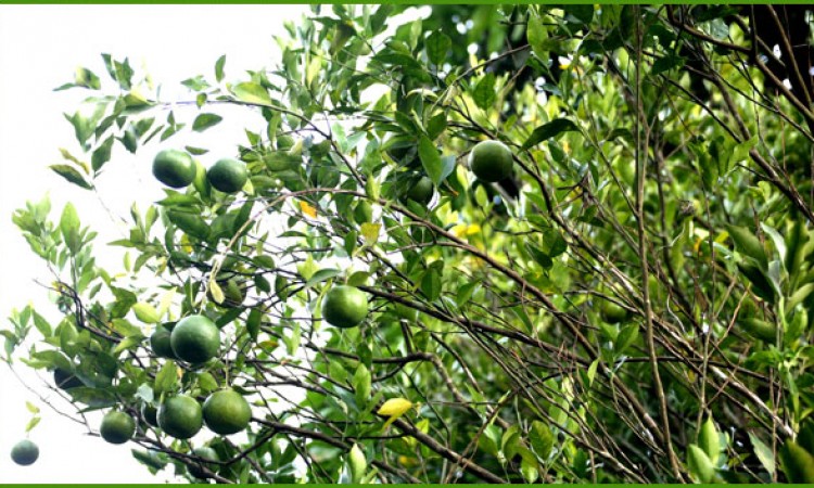 Oranges