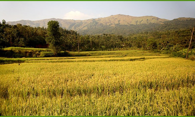 Paddy field near the Resort