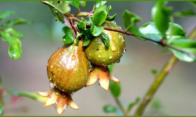 Pomegranate Fruit