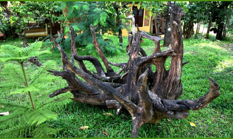 Wood Tree