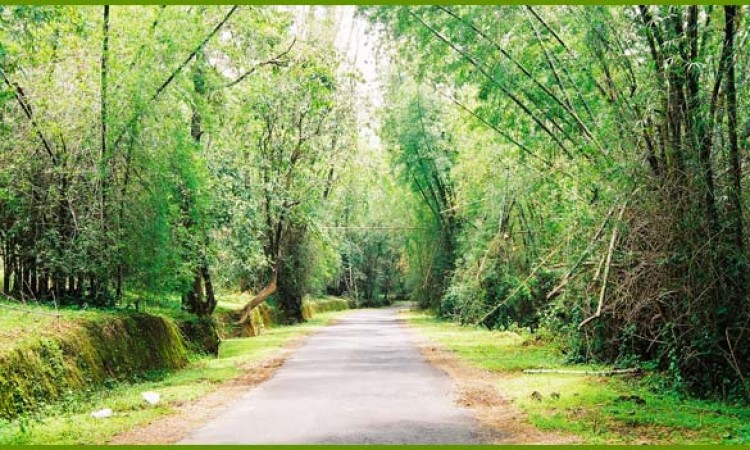 The state highway towards Thirunelli