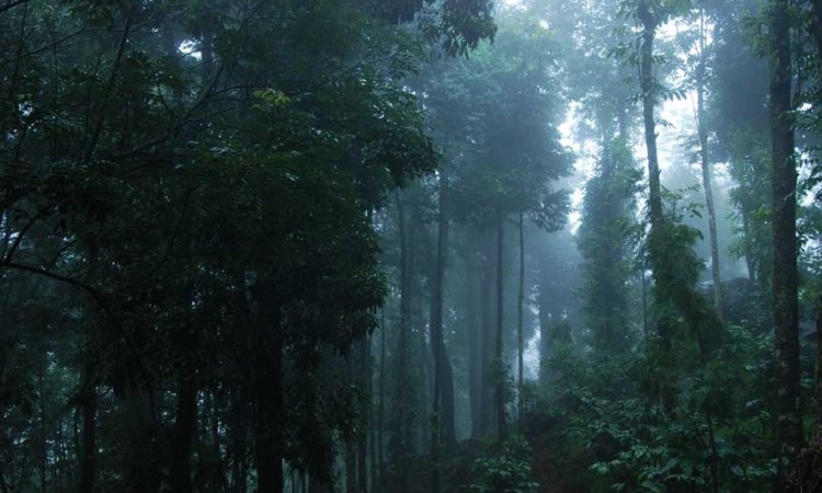 Dense Forest