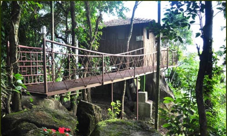 Tree House View