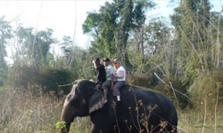 Elephant Ride