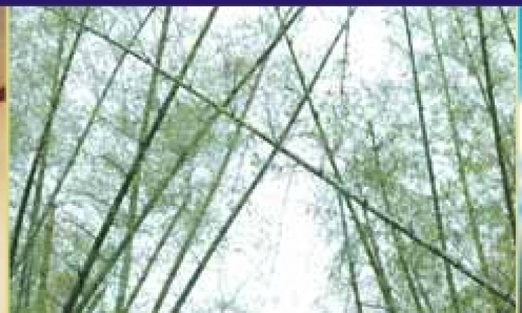 Hammock