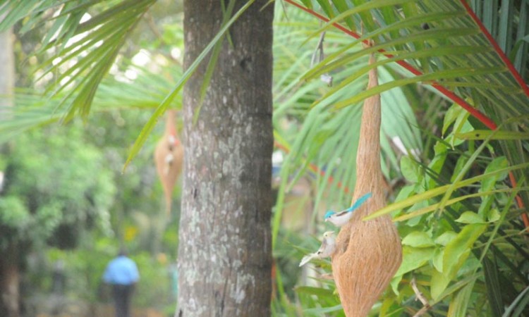 Close view of nest