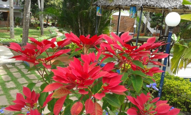 Decoration at the garden