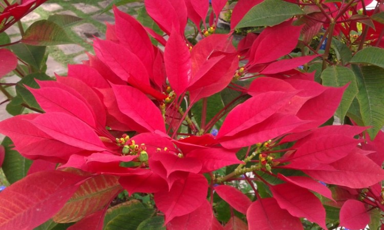 Flowers
