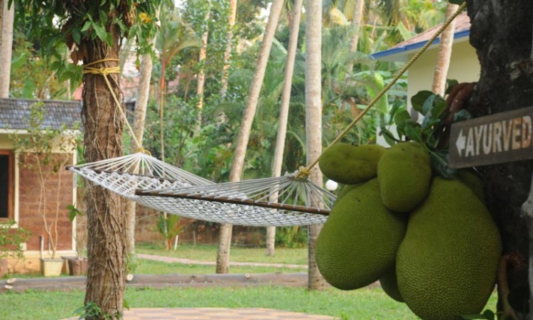 Hammock