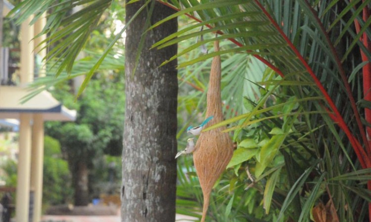 Nest