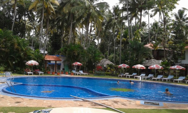 Palm grooves by the pool
