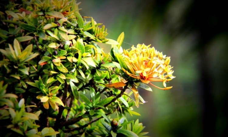 Beauty of a Flower