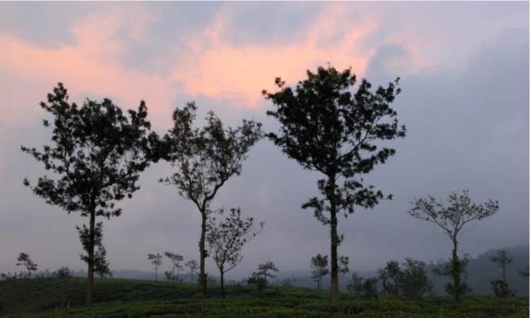 Tea Plantations